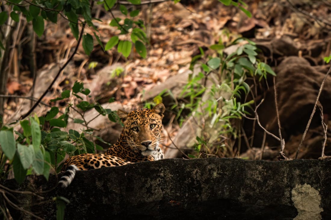 An Indian leopard rests on a rock ledge, forest shade dappling the stone