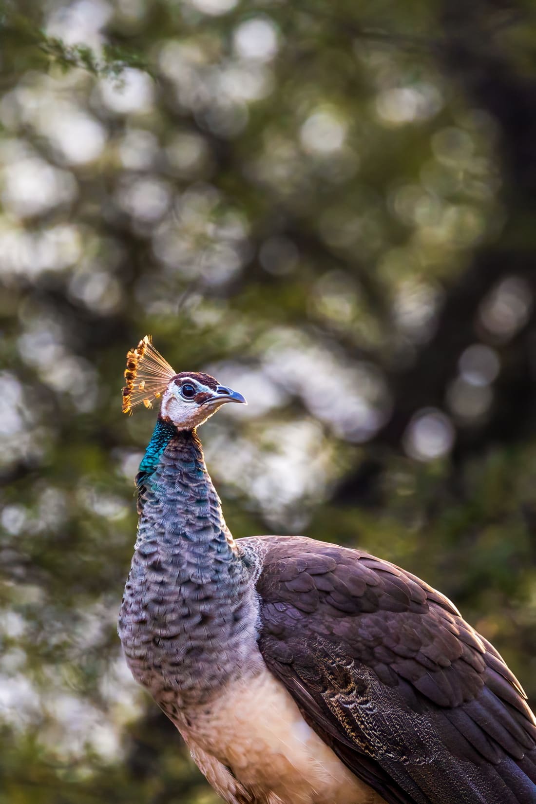 An Indian peahen in profile with her crest backlit against soft green bokeh, Jhalana