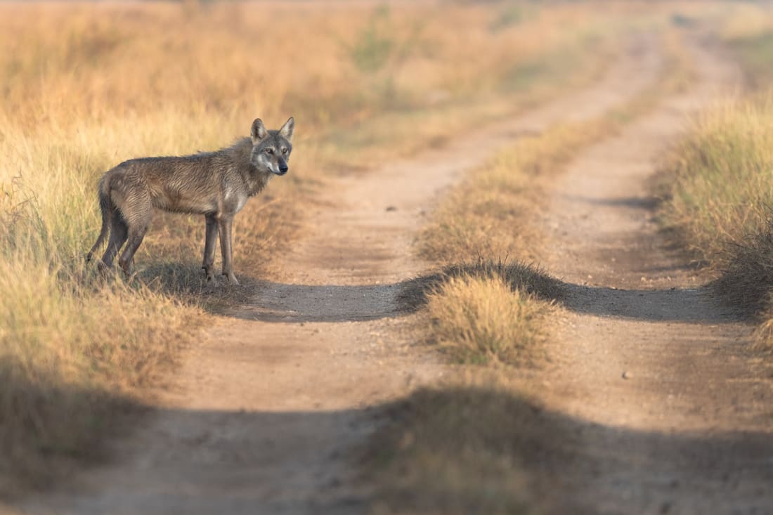 An Indian wolf standing on a dirt track through golden grassland, Velavadar