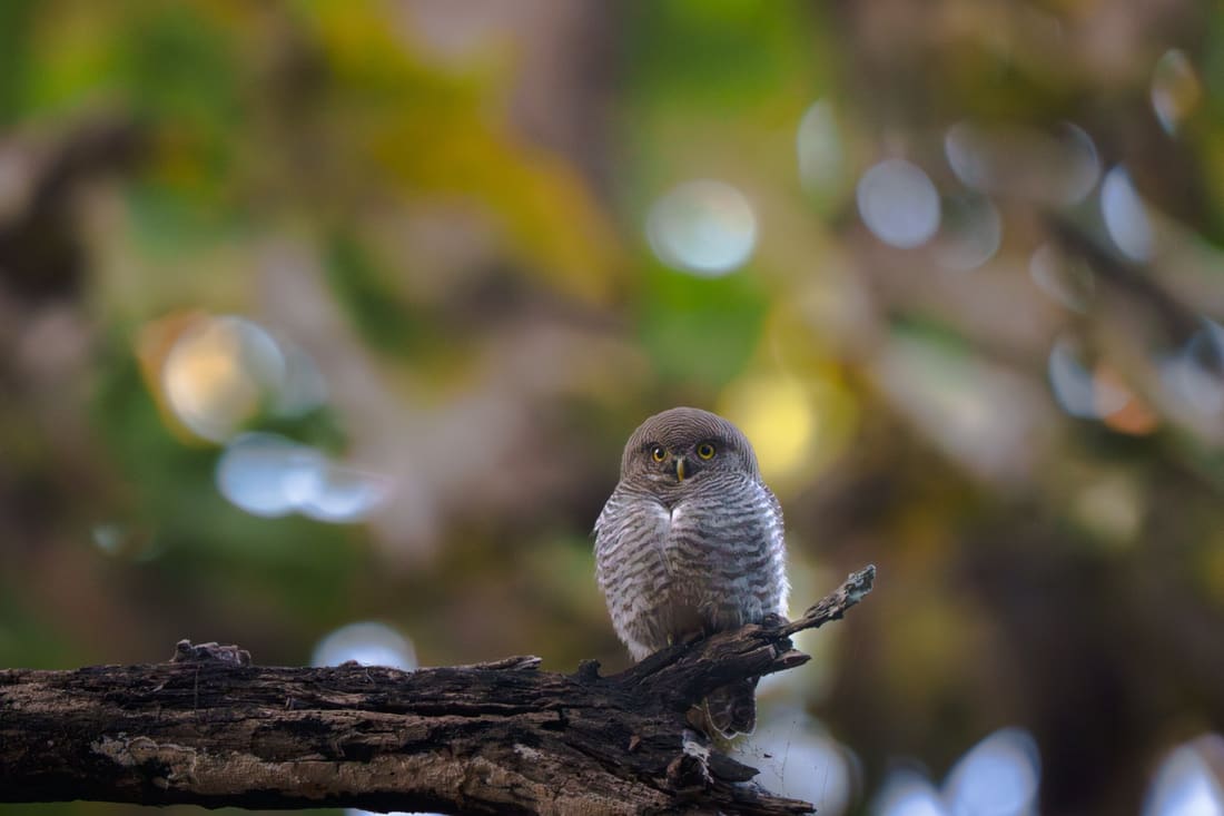 A jungle owlet looking down from a dead branch against soft autumn bokeh, Dudhwa