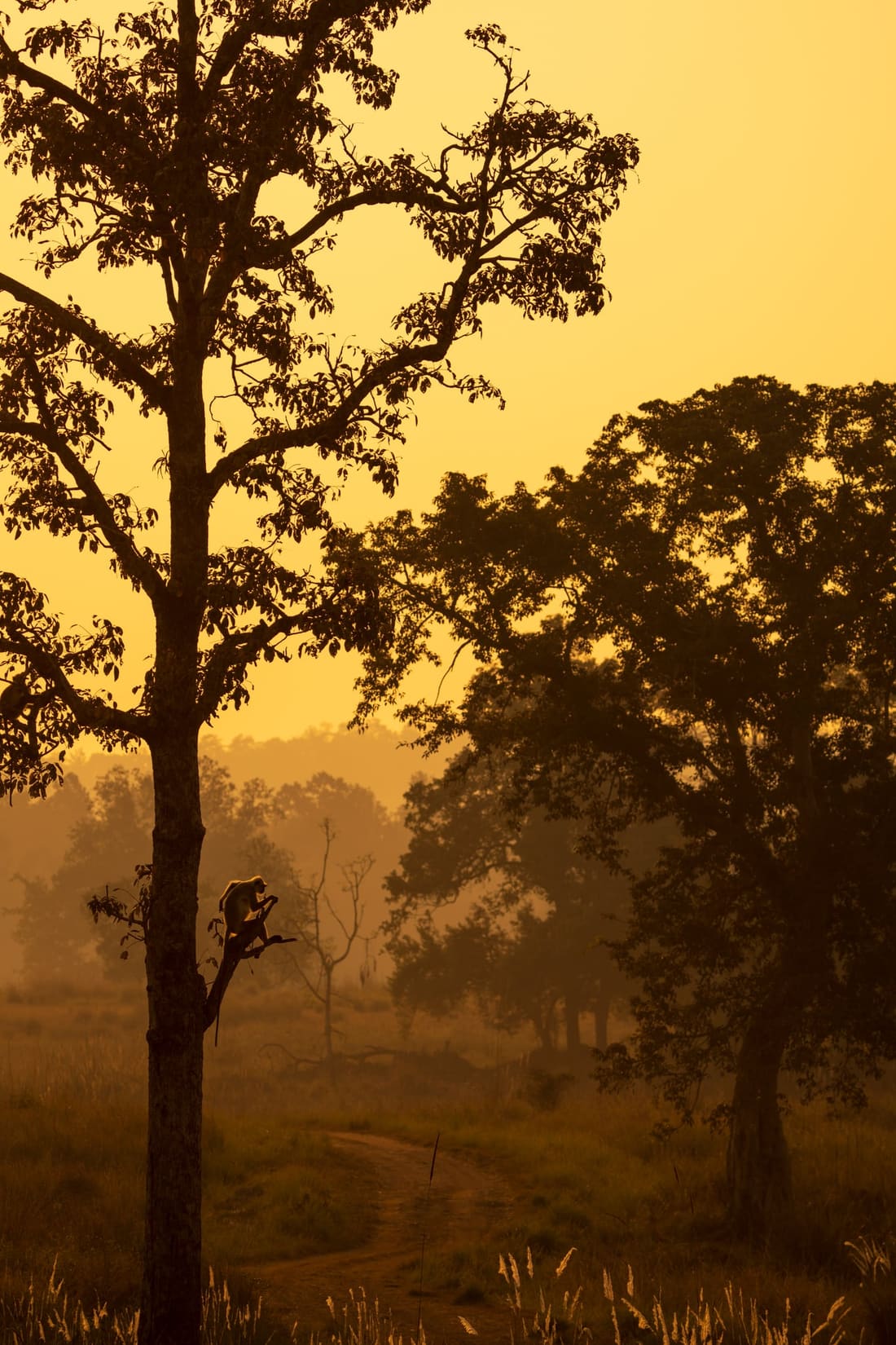 A gray langur sits in a bare tree at dawn, the Kanha meadow behind it washed in golden haze
