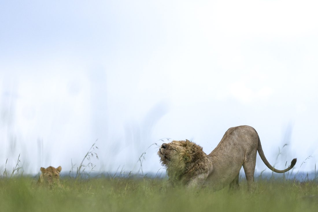 A young lion stretching in evening light on the open Masai Mara, a lioness watching from the long grass at far left