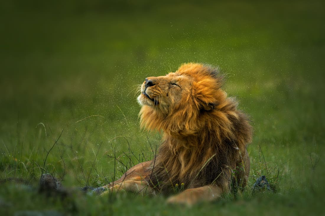 A male lion shaking rain from his mane in a halo of spray against deep green grassland, Masai Mara