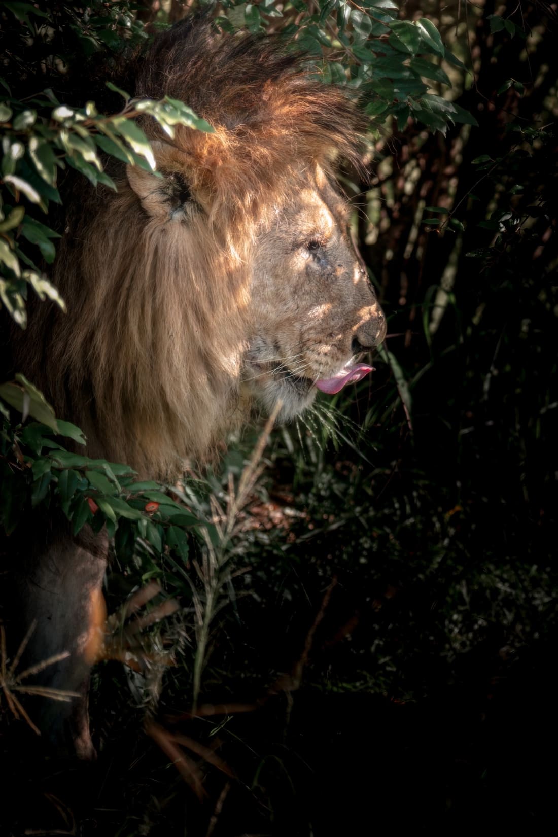 A male lion in a dark thicket, mane caught by a shaft of light, tongue mid-lick, Masai Mara
