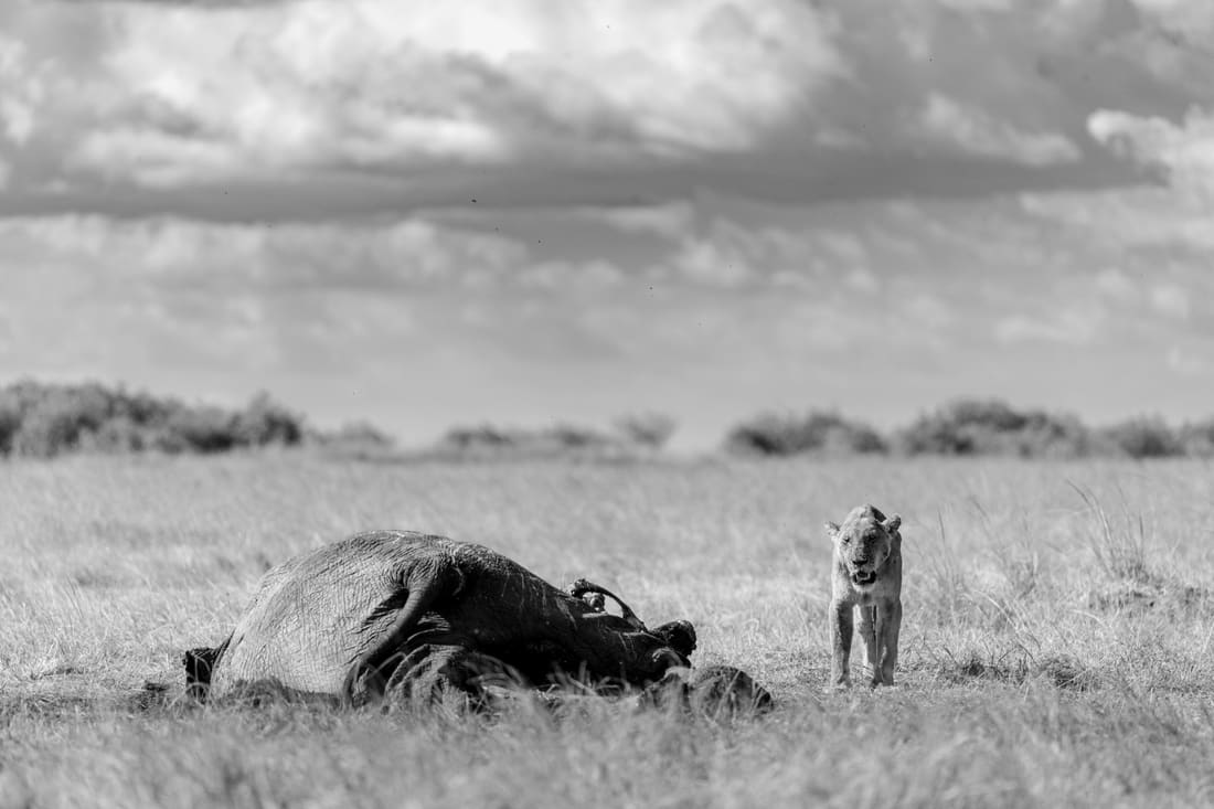 A lioness standing beside an elephant carcass under a heavy sky, in black and white, Masai Mara