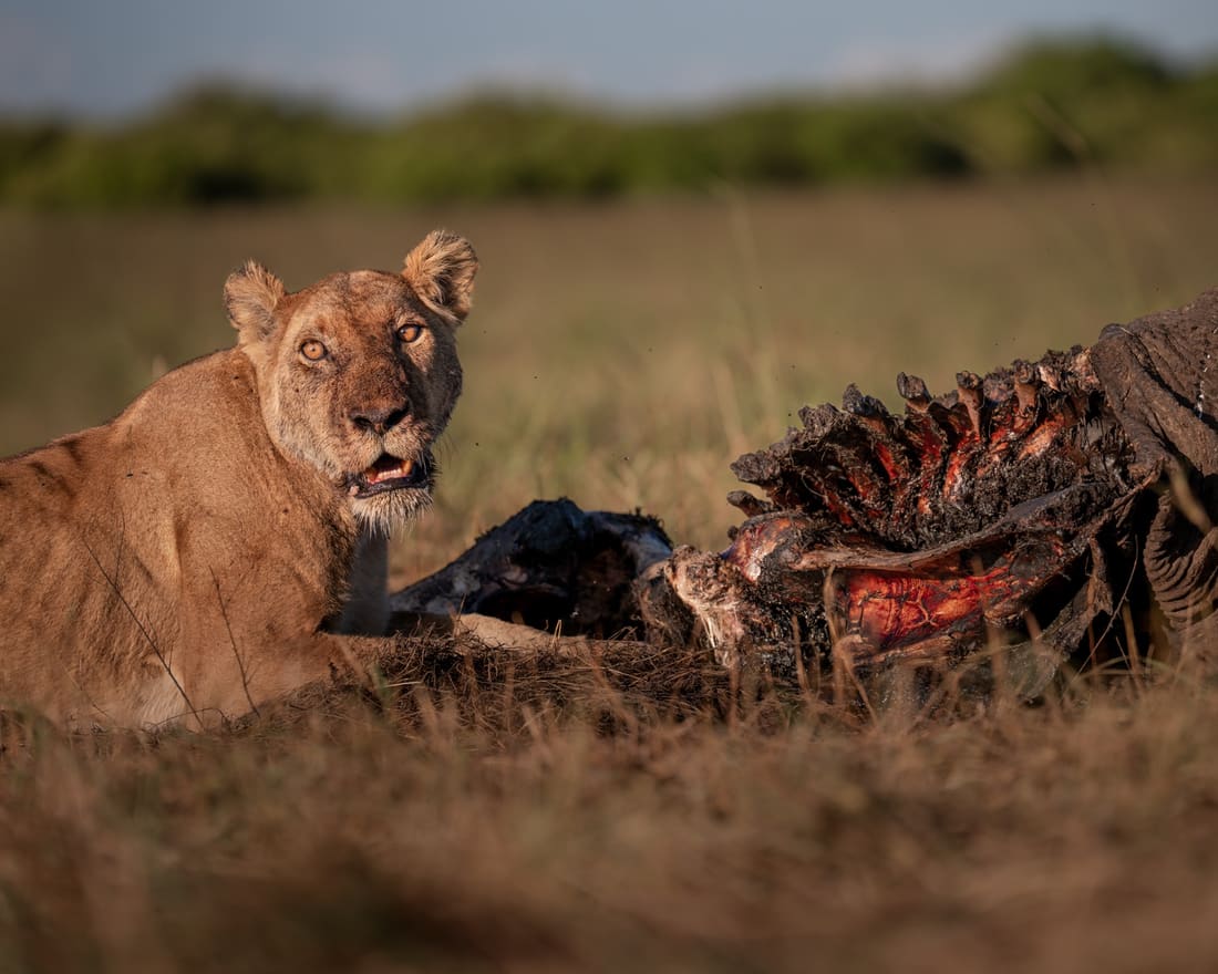 A lioness lying at an elephant carcass in late golden light, looking straight at the camera, Masai Mara