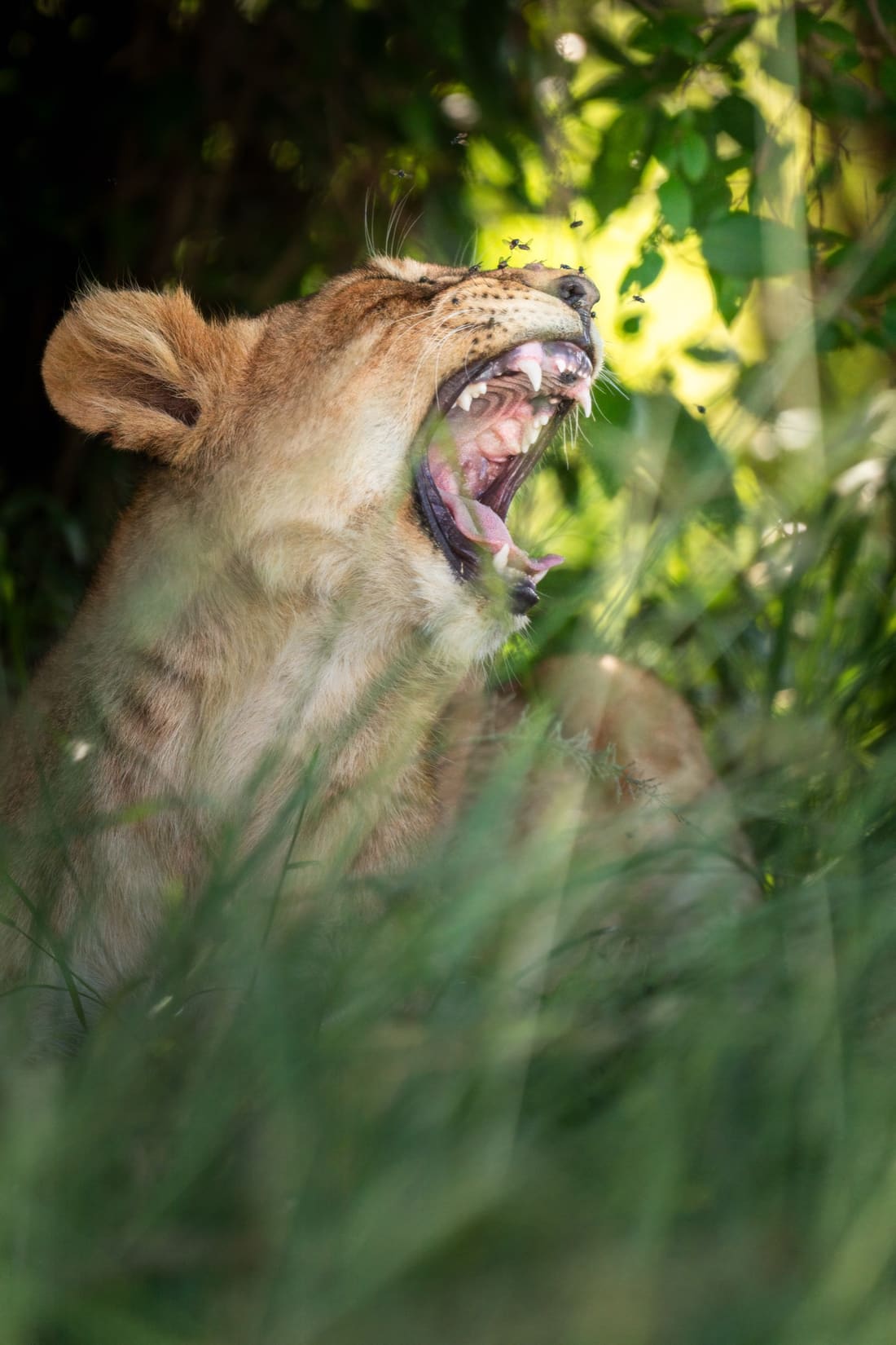 A lioness yawning wide in tall backlit grass, flies rising around her, Masai Mara