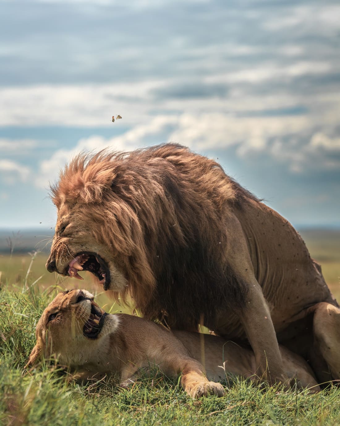 A mating pair of lions, the male roaring above the lioness under a big clouded sky, Masai Mara