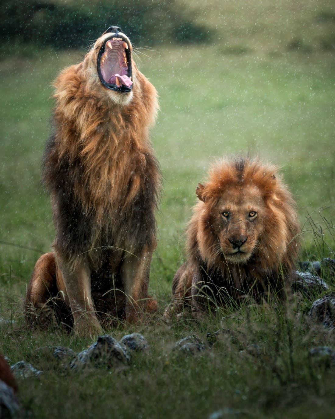 Two male lions sitting out a downpour, one yawning skyward, rain caught against the dark grass, Masai Mara
