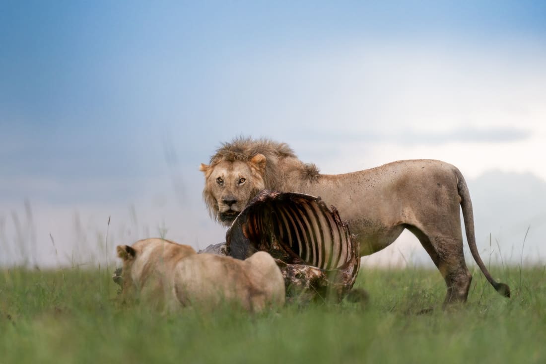 A male lion and a lioness at a ribcage carcass in green grass under a wide sky, Masai Mara