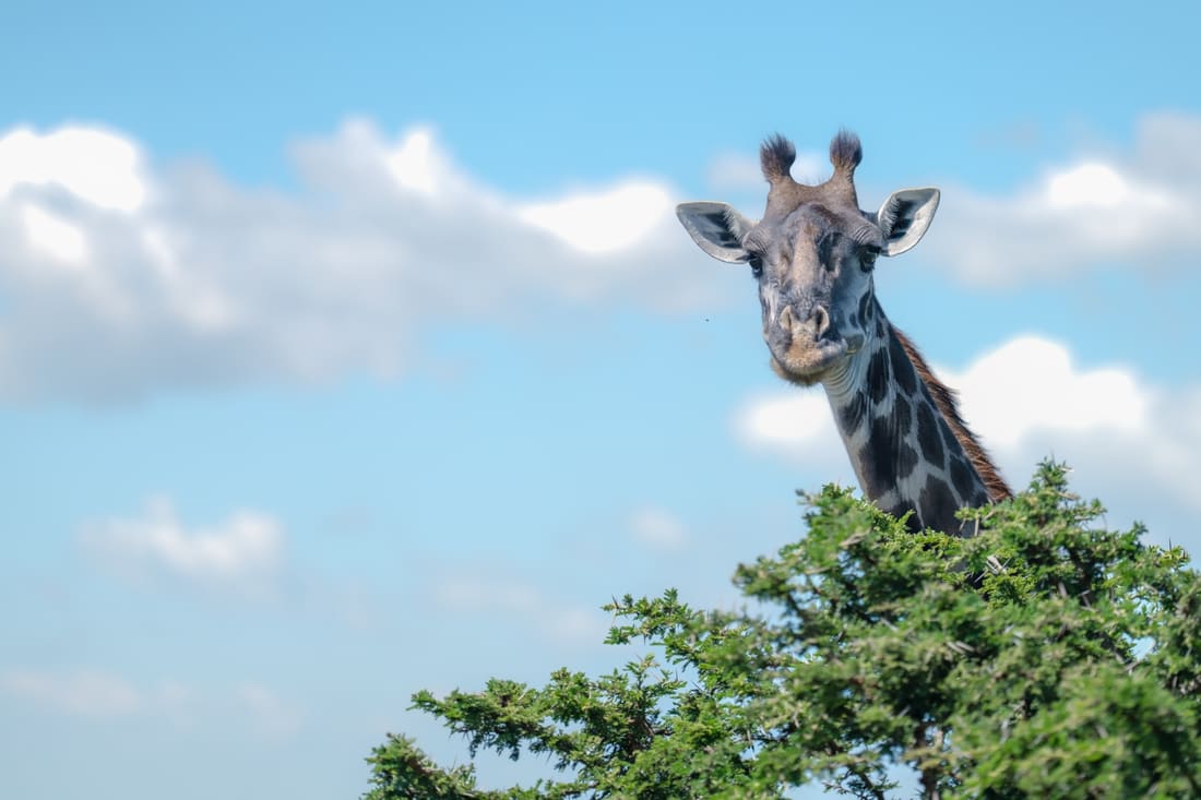 A Masai giraffe looking over the crown of an acacia against blue sky and clouds, Masai Mara