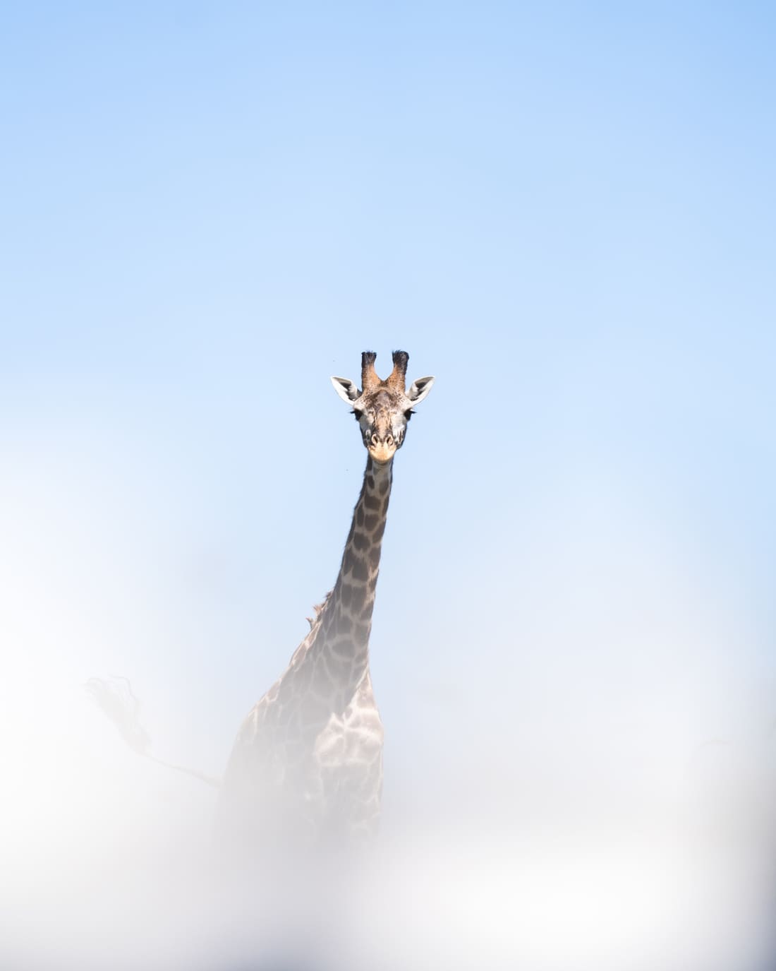 A Masai giraffe's head and neck rising out of a white fog bank into blue sky, Masai Mara