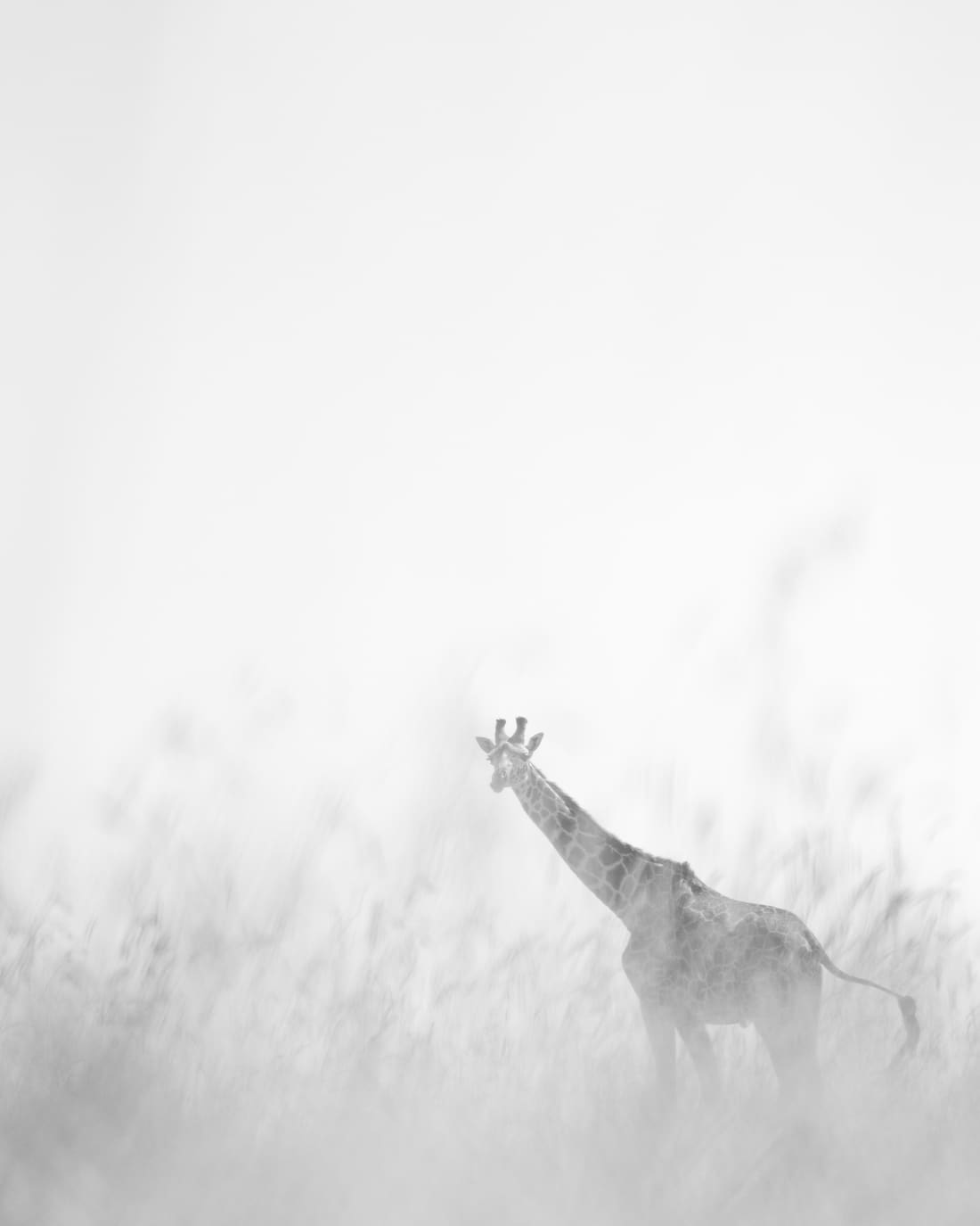 A Masai giraffe deep in soft blown grass, rendered pale and dreamlike in black and white, Masai Mara