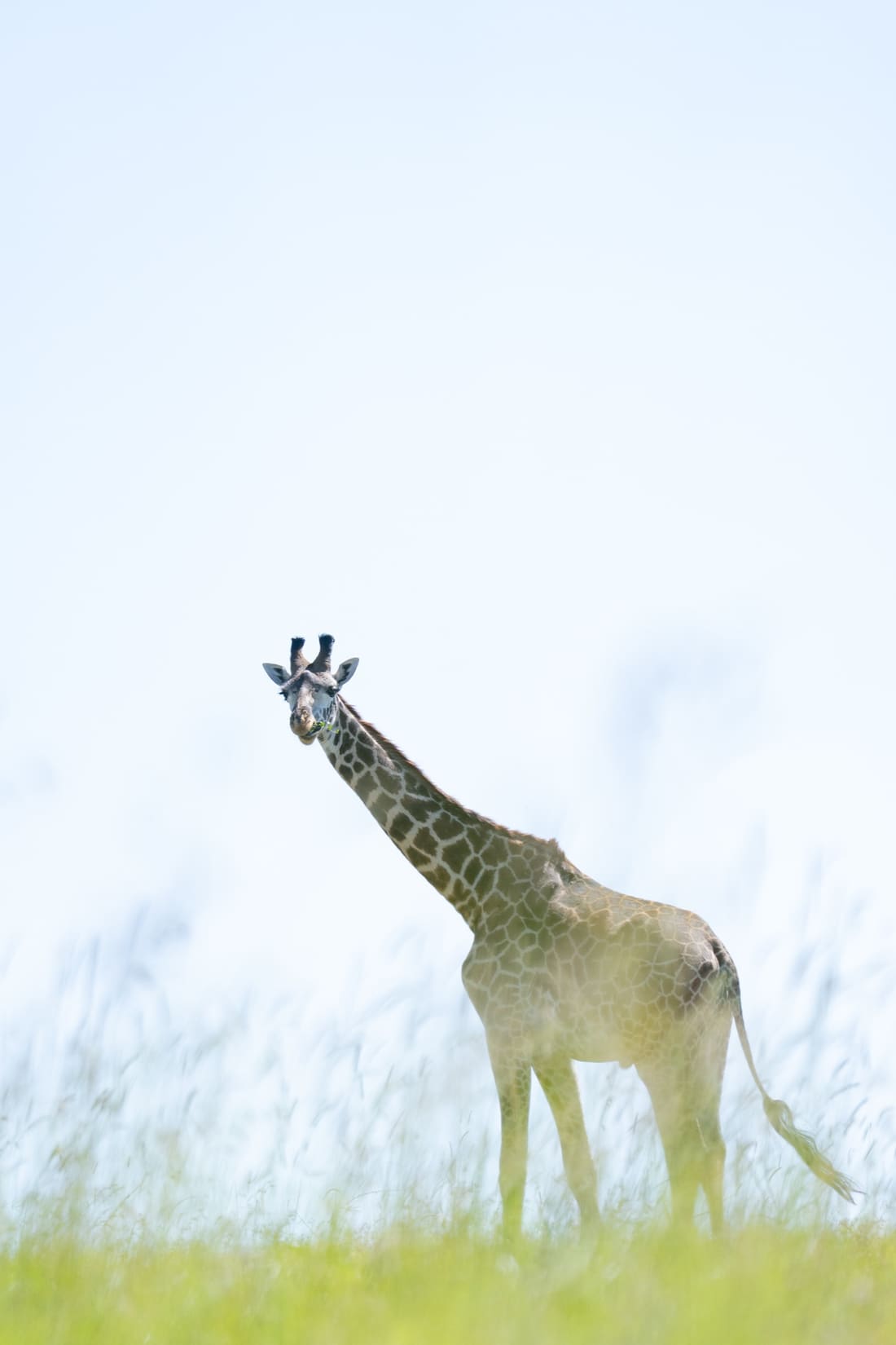 A Masai giraffe standing in pale high-key grassland against a washed white sky, Masai Mara