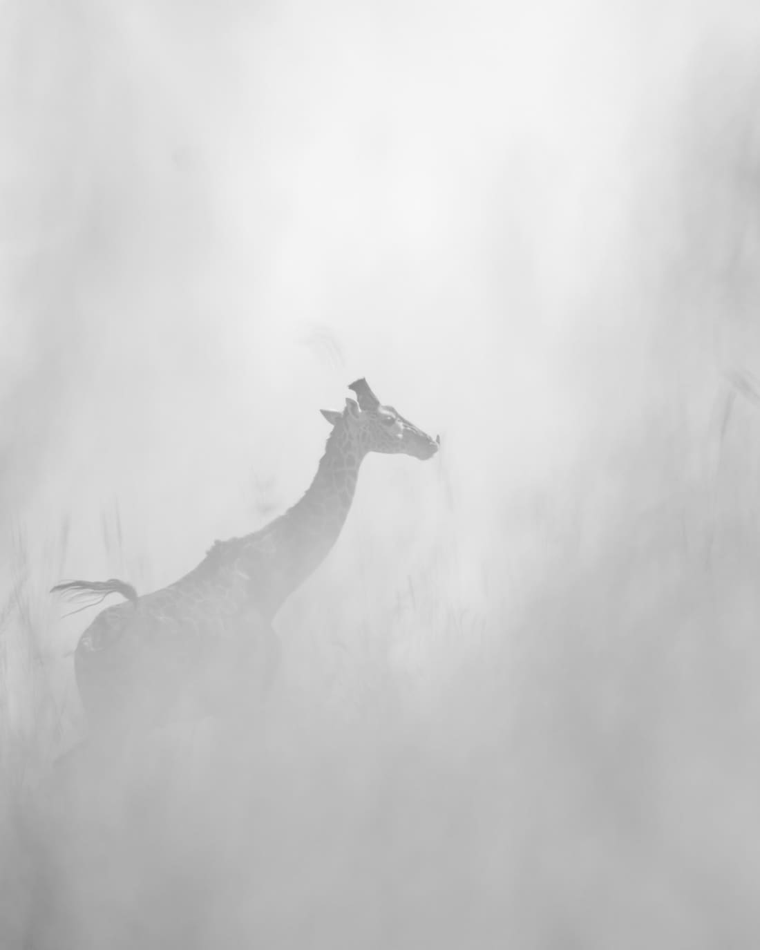 A Masai giraffe walking through soft mist and grass, almost dissolved, in black and white, Masai Mara
