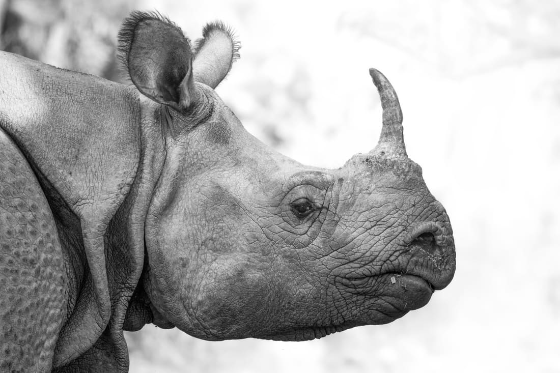 A high-key black-and-white head study of a greater one-horned rhino in profile, Manas