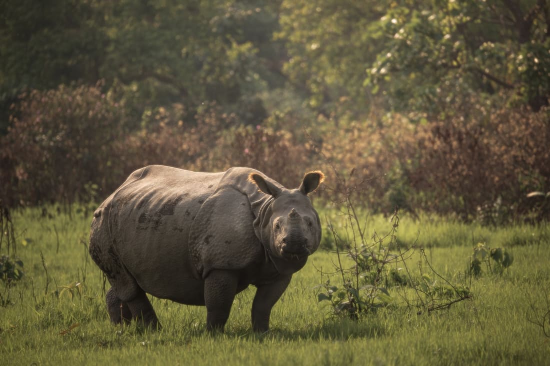 A greater one-horned rhino standing in grassland in low golden evening light, Manas