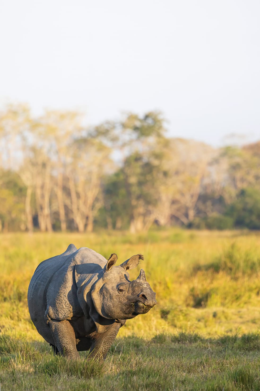 A greater one-horned rhino standing in tall, golden backlit grass, Kaziranga