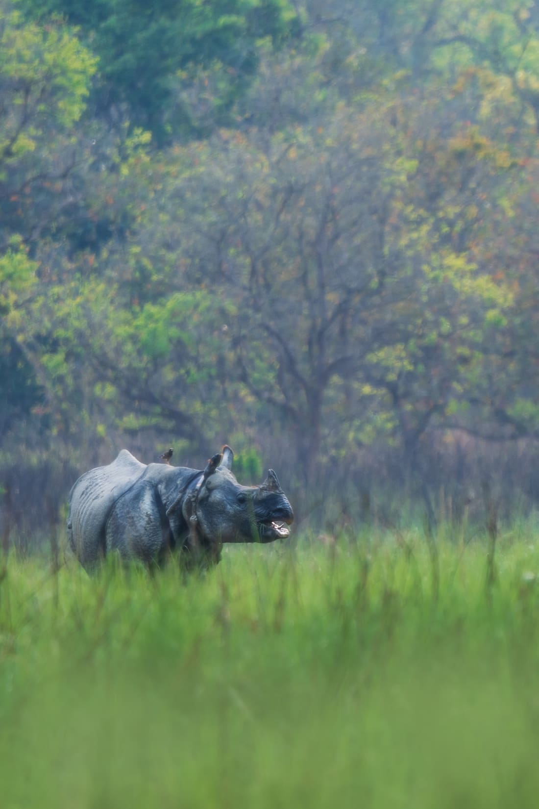 A greater one-horned rhino standing chest-deep in tall green grass below a forest edge, Dudhwa