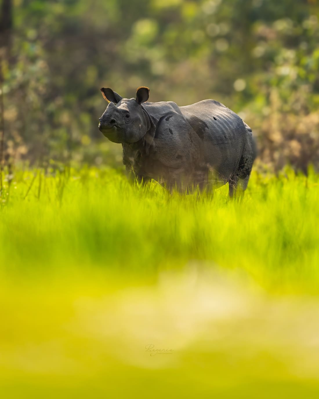 A greater one-horned rhino standing beyond a soft wash of bright green foreground grass, Manas