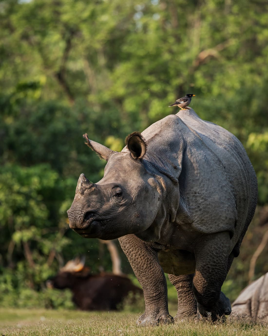 A greater one-horned rhino walking toward the camera with a common myna riding its back, a gaur resting behind, Manas