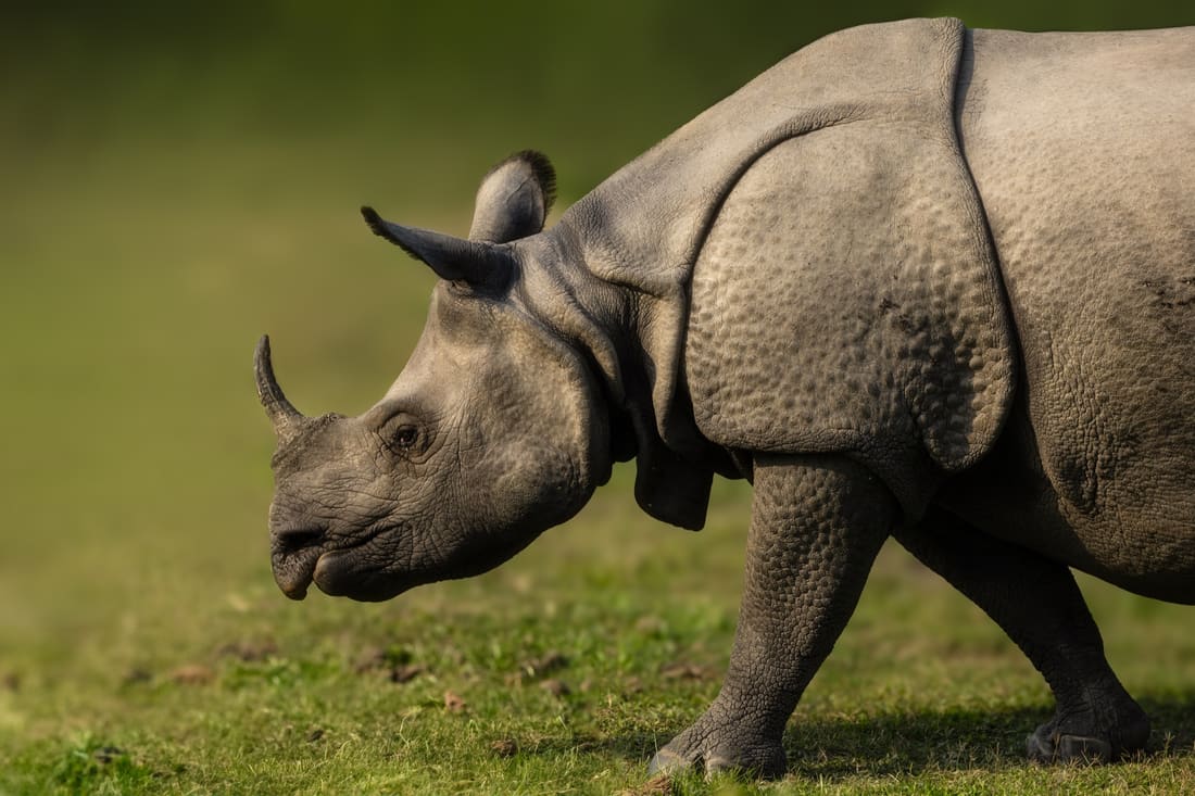 A close profile of a greater one-horned rhino walking on short grass in warm light, Manas