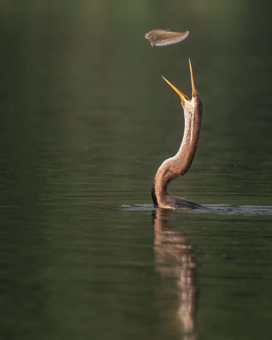 An Oriental darter flips a fish to swallow it head-first, Keoladeo