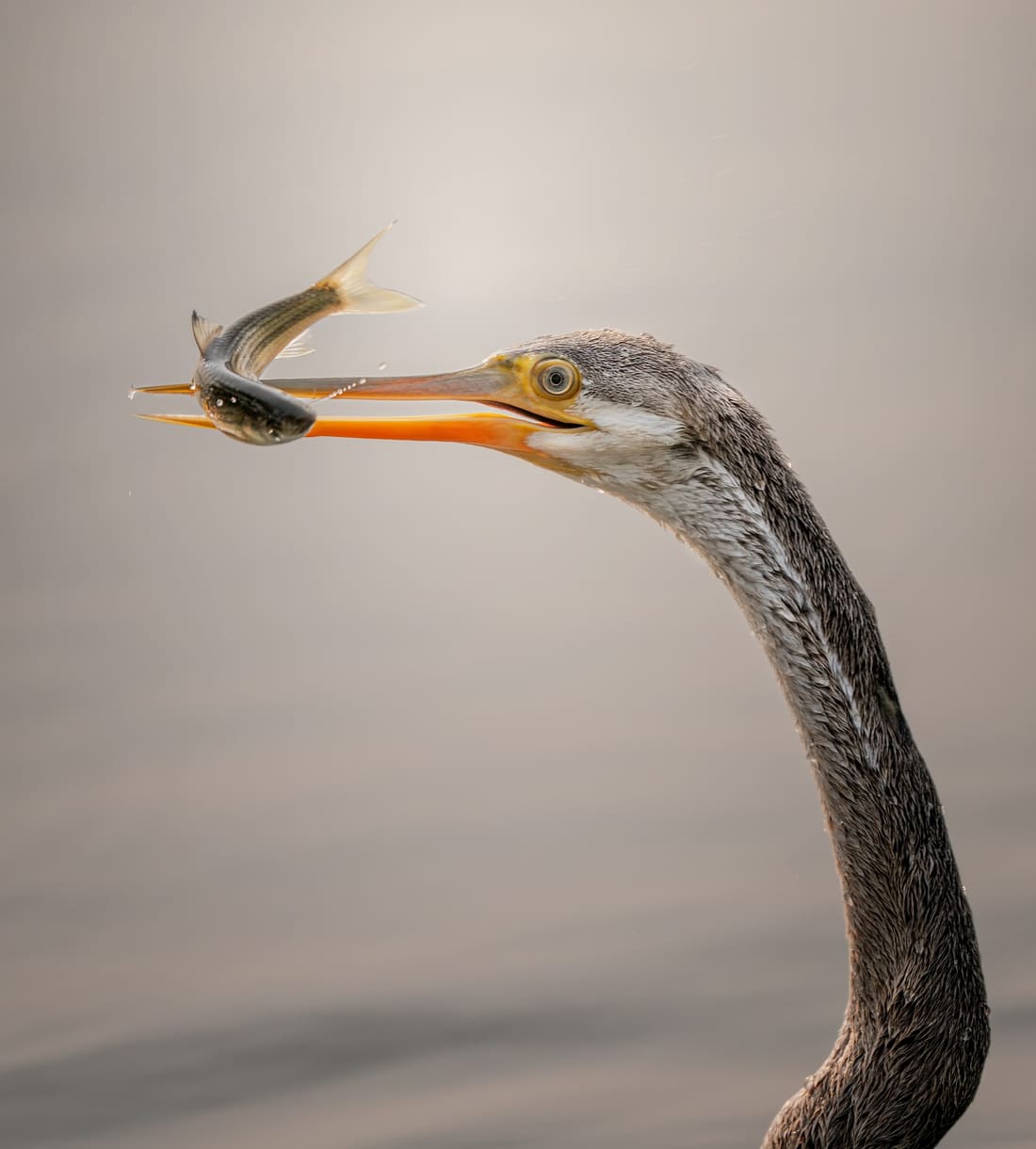 An Oriental darter with its first catch at first light, Keoladeo