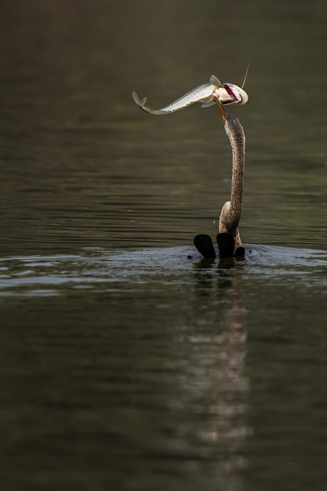 An Oriental darter surfaces with a speared fish, Keoladeo