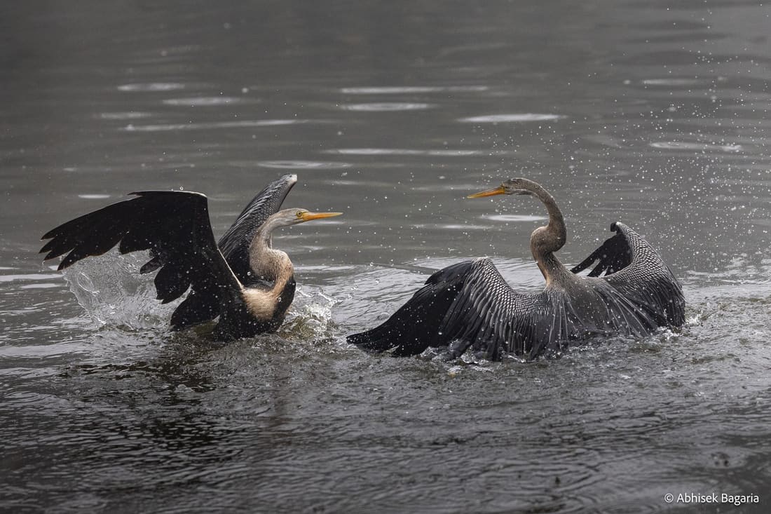 An Oriental darter breaks from the water, Keoladeo