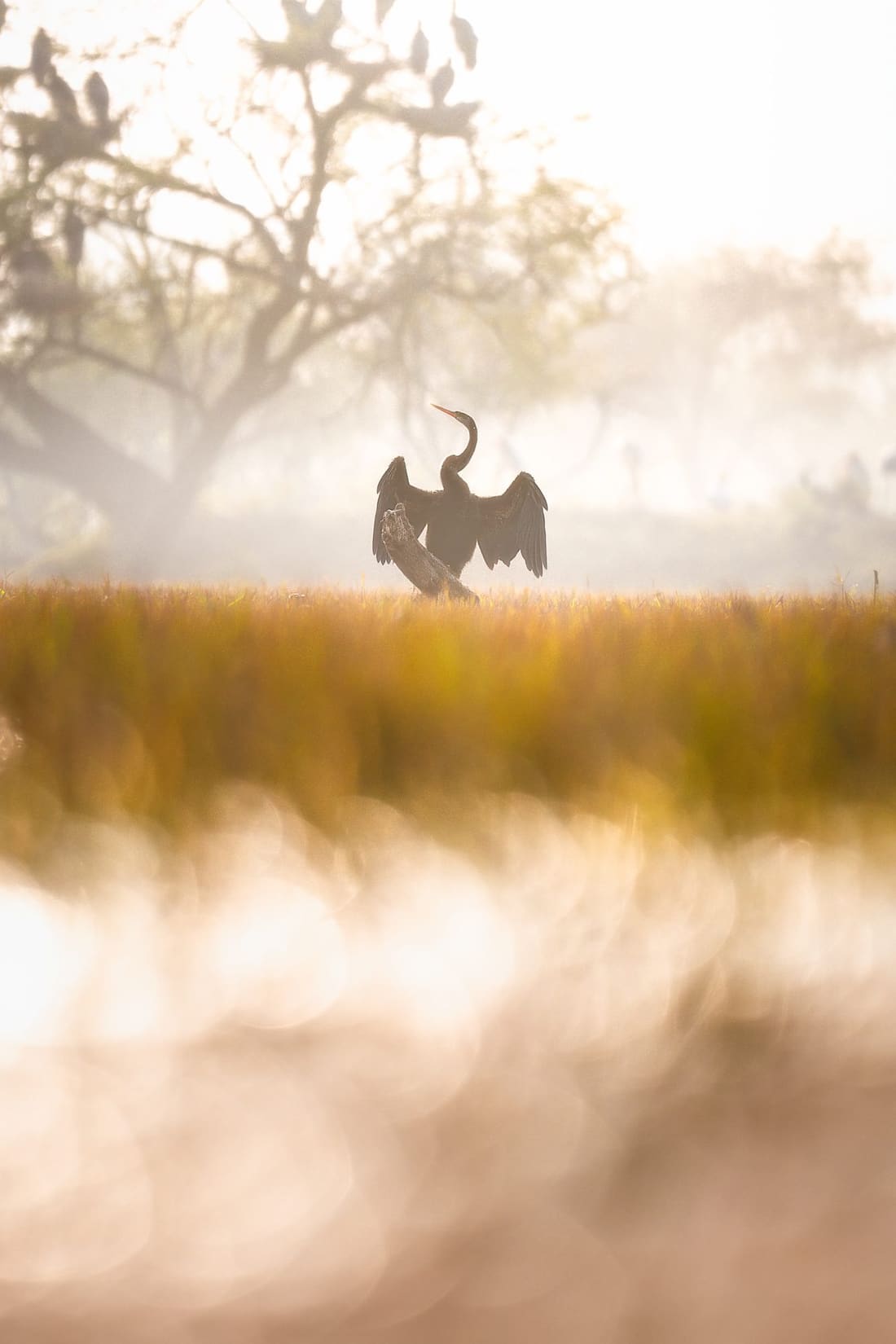 A pair of Oriental darters in a tree at dusk, Keoladeo