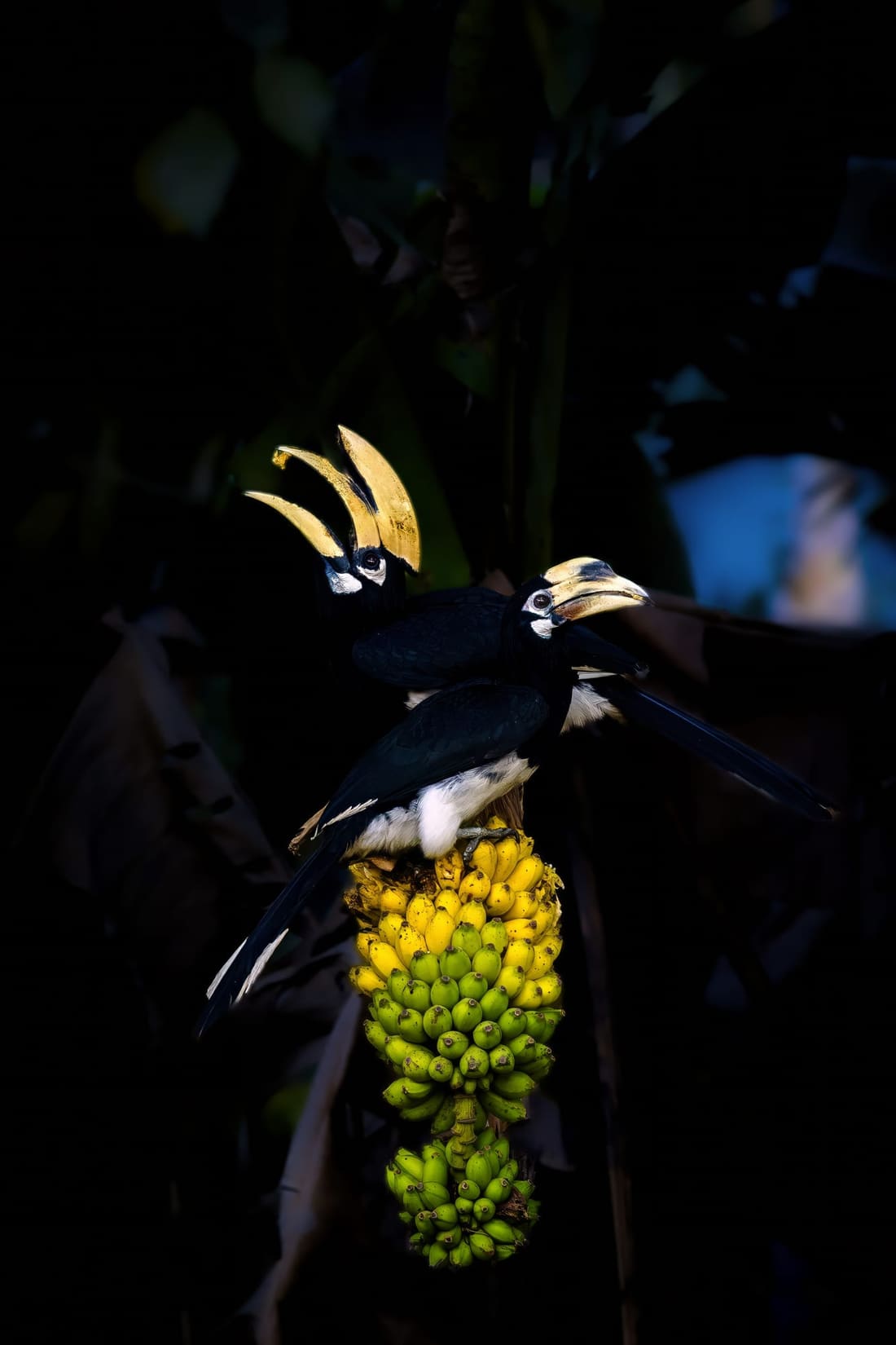 An oriental pied hornbill feeding on yellow fruit near the Kohora range, Kaziranga