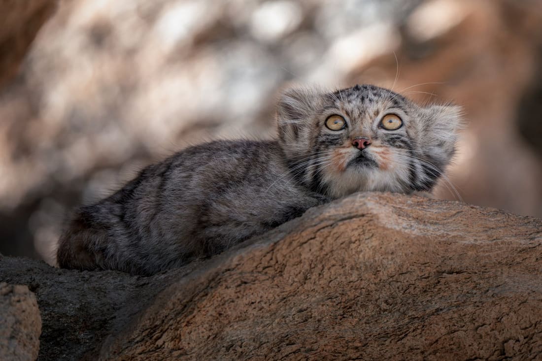 A Pallas's cat flattens itself behind a boulder, only the ears and wide yellow eyes showing