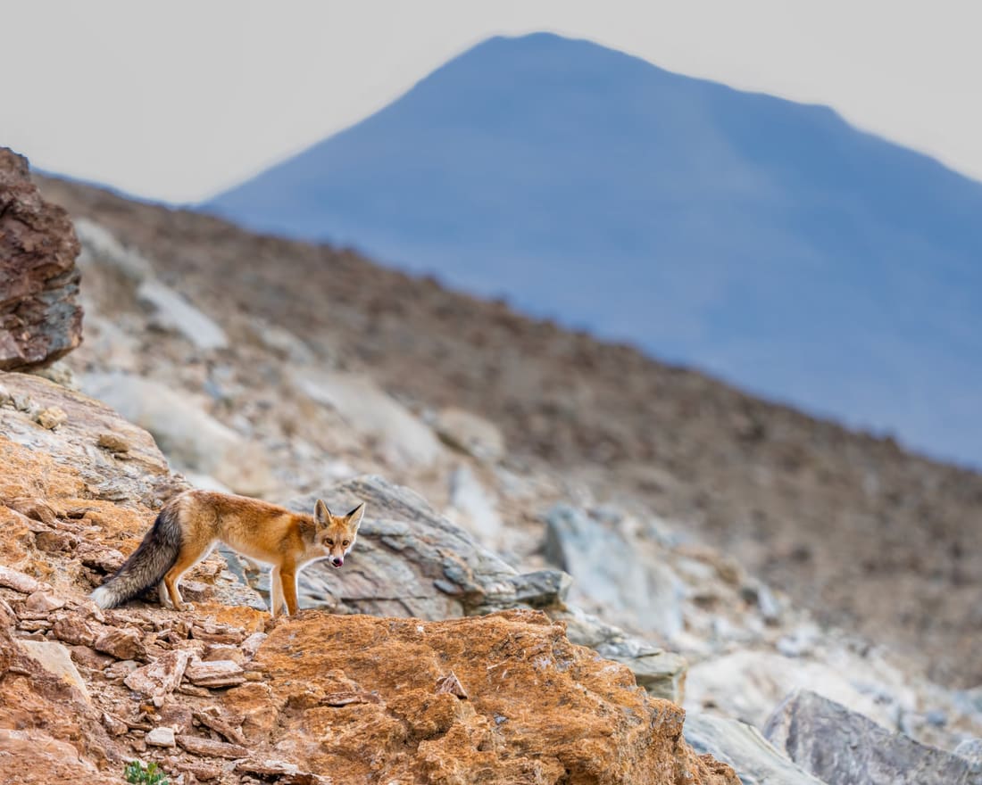 A red fox pauses on an ochre scree slope, a bare blue mountain rising behind it