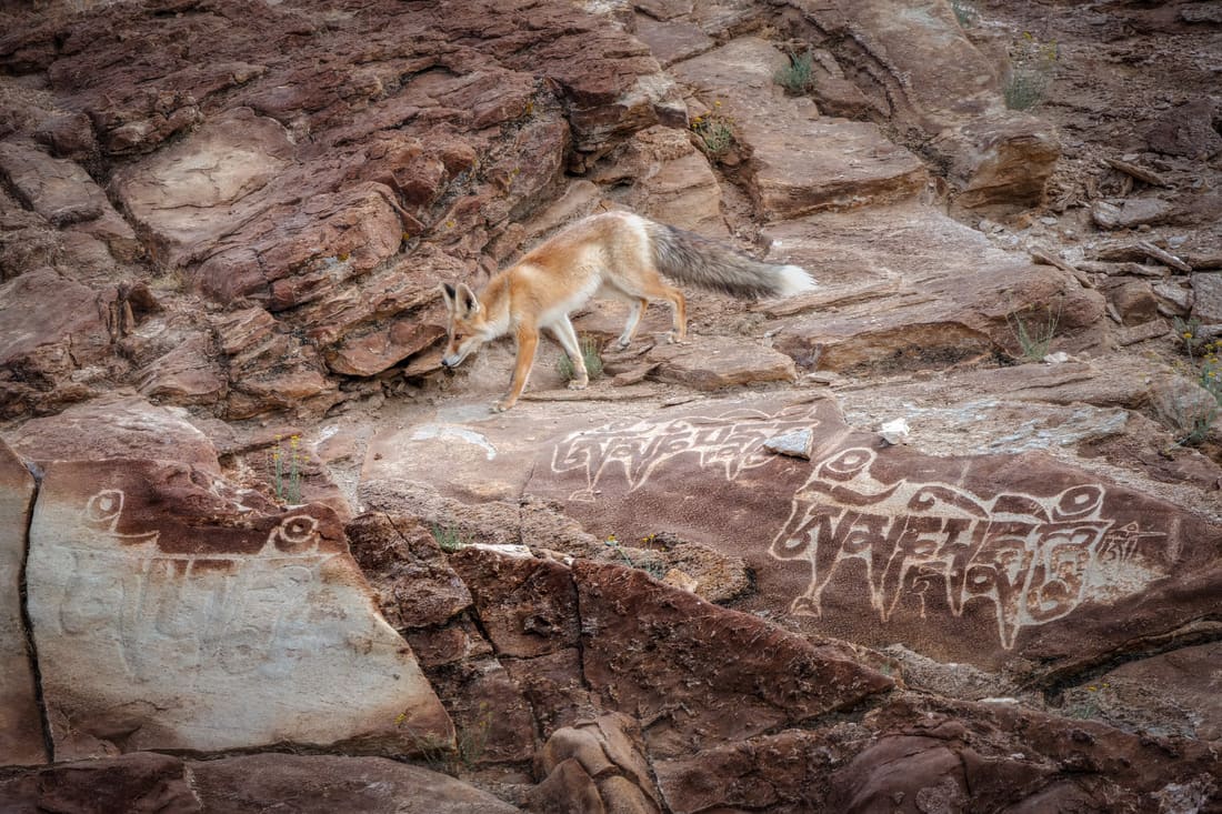 A red fox walking across red rock above Tibetan prayer engravings, Hanle, Ladakh