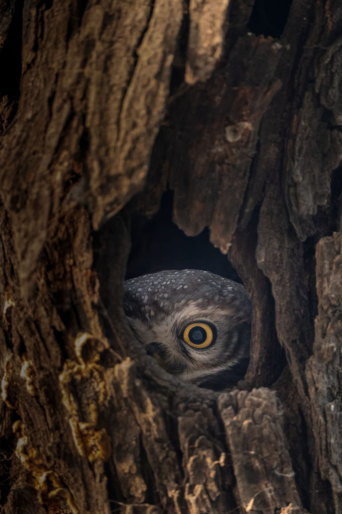 A rhesus macaque resting in a tree hollow, Keoladeo