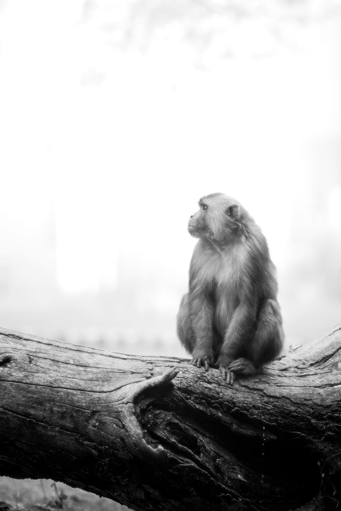 A rhesus macaque sitting alone on a weathered log in soft high-key light, Bharatpur
