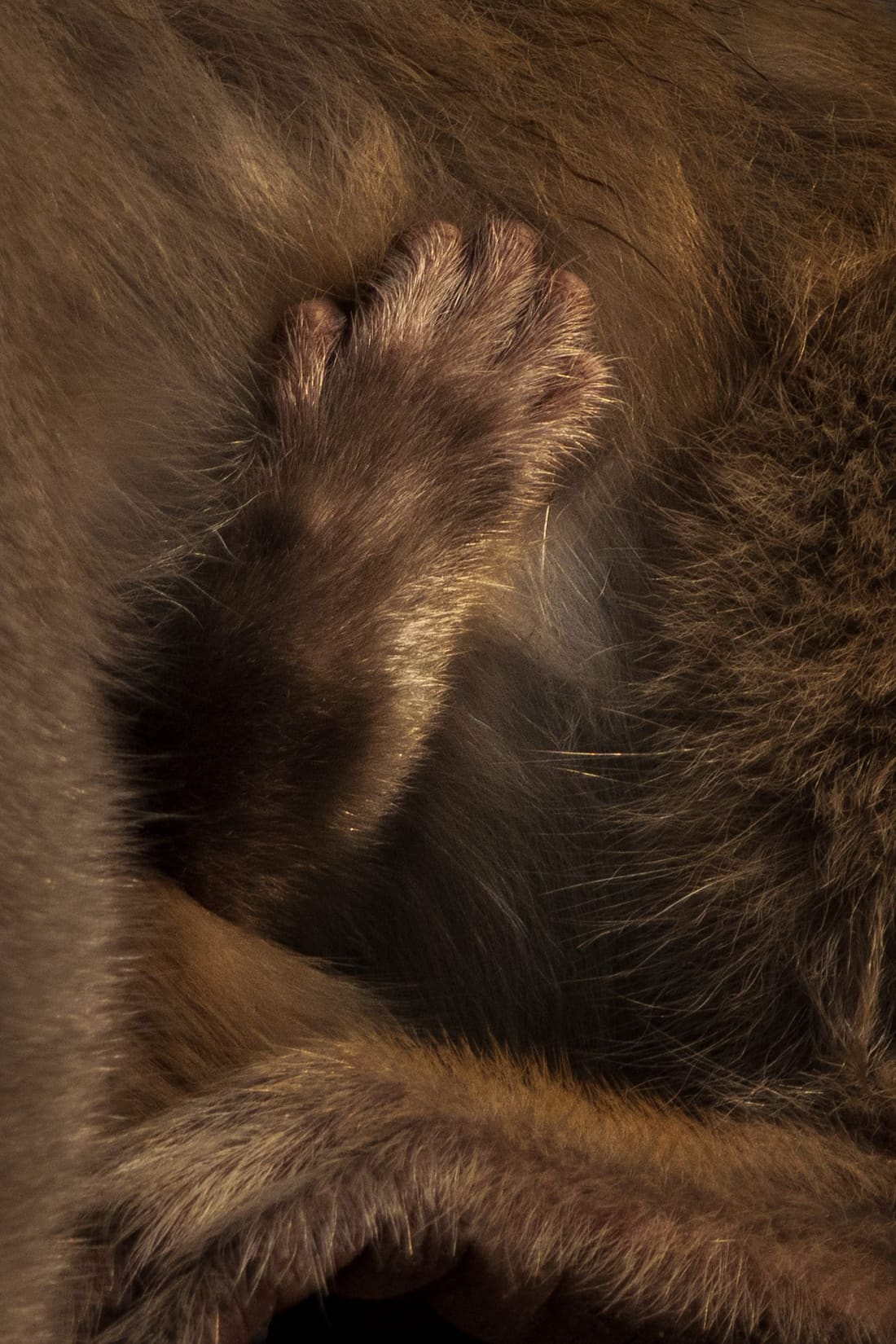 A rhesus macaque portrait in warm light, Keoladeo