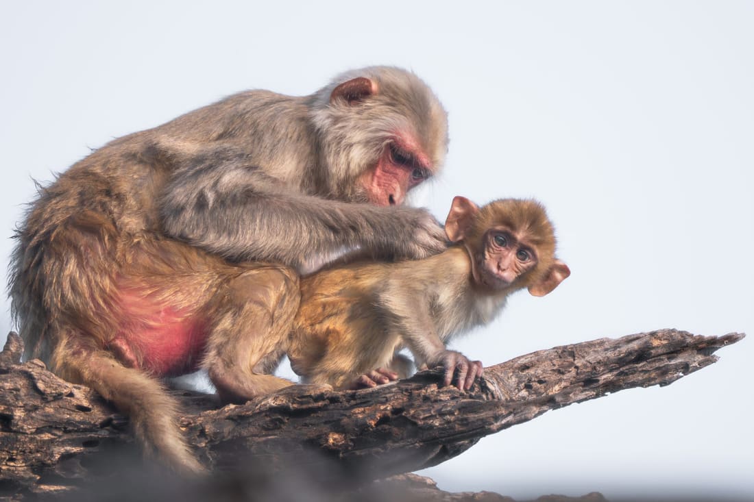 Rhesus macaques grooming on a log, Keoladeo