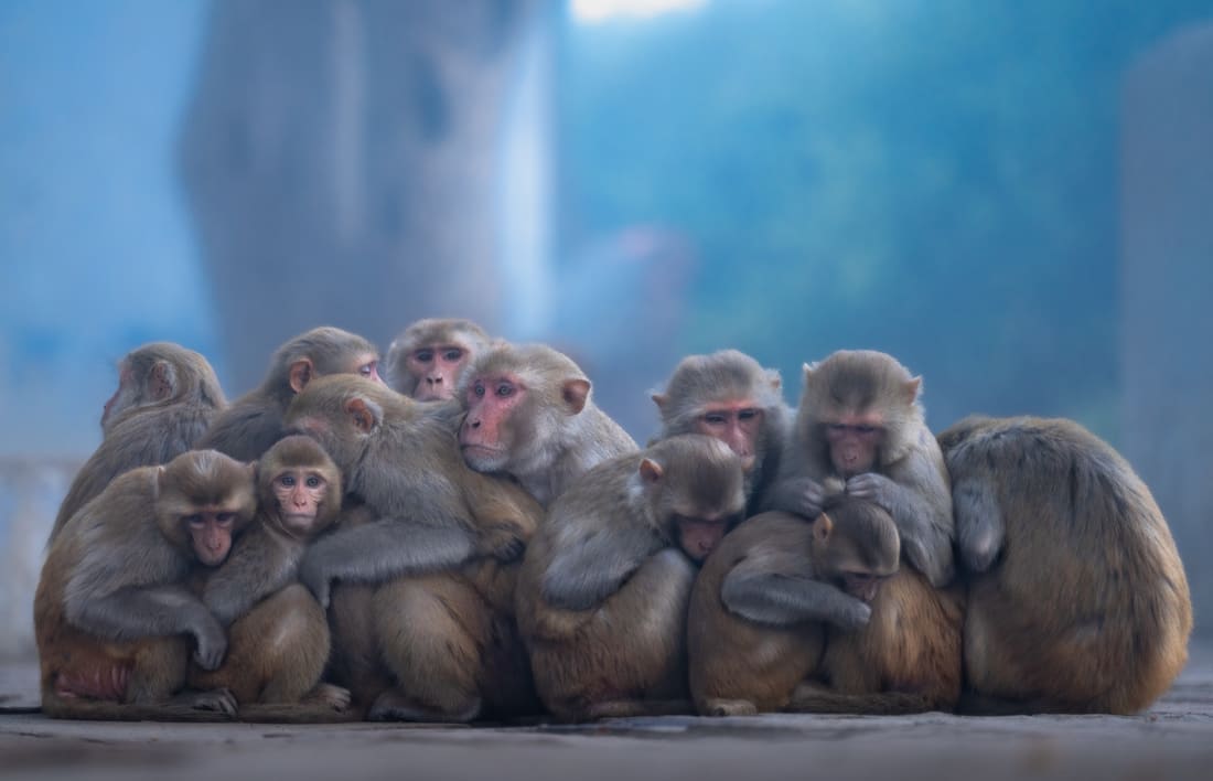 A troop of rhesus macaques huddled together for warmth in cold dawn light, Keoladeo