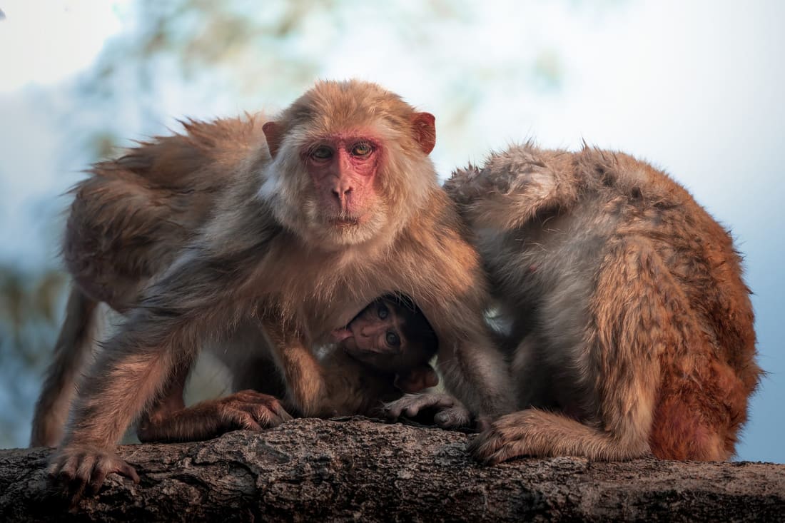 Two rhesus macaques holding close in the cold, Keoladeo