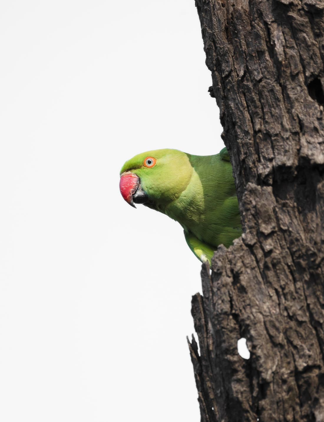 A rose-ringed parakeet on bark, Keoladeo