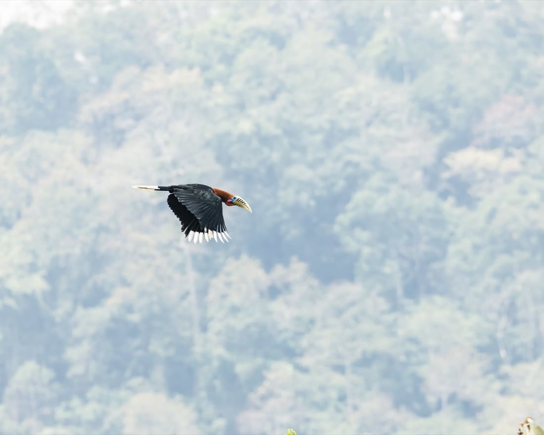 A rufous-necked hornbill in flight against the forested foothills of the Bhutan border, Manas