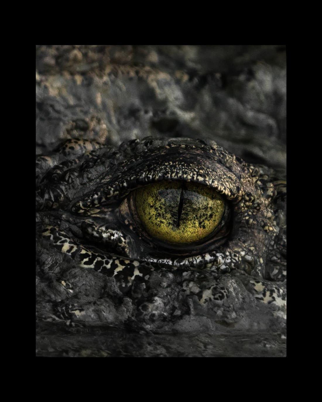 Close detail of a saltwater crocodile's eye, a gold iris set in armoured skin