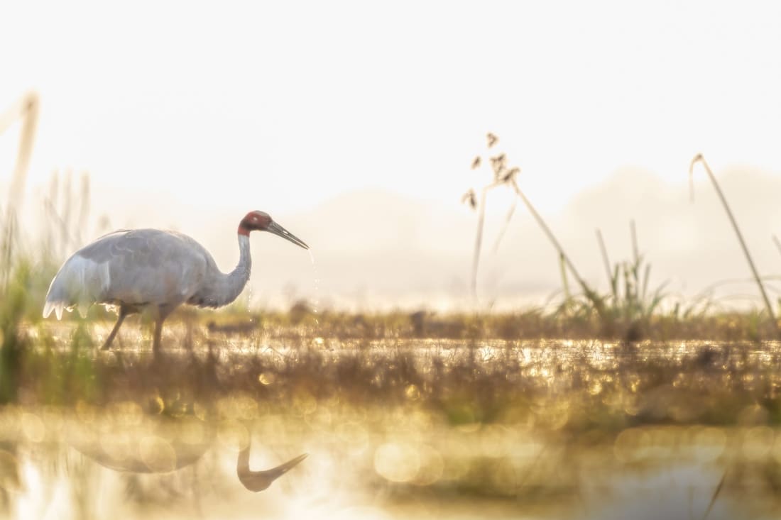 A sarus crane wading in golden backlit wetland, Keoladeo