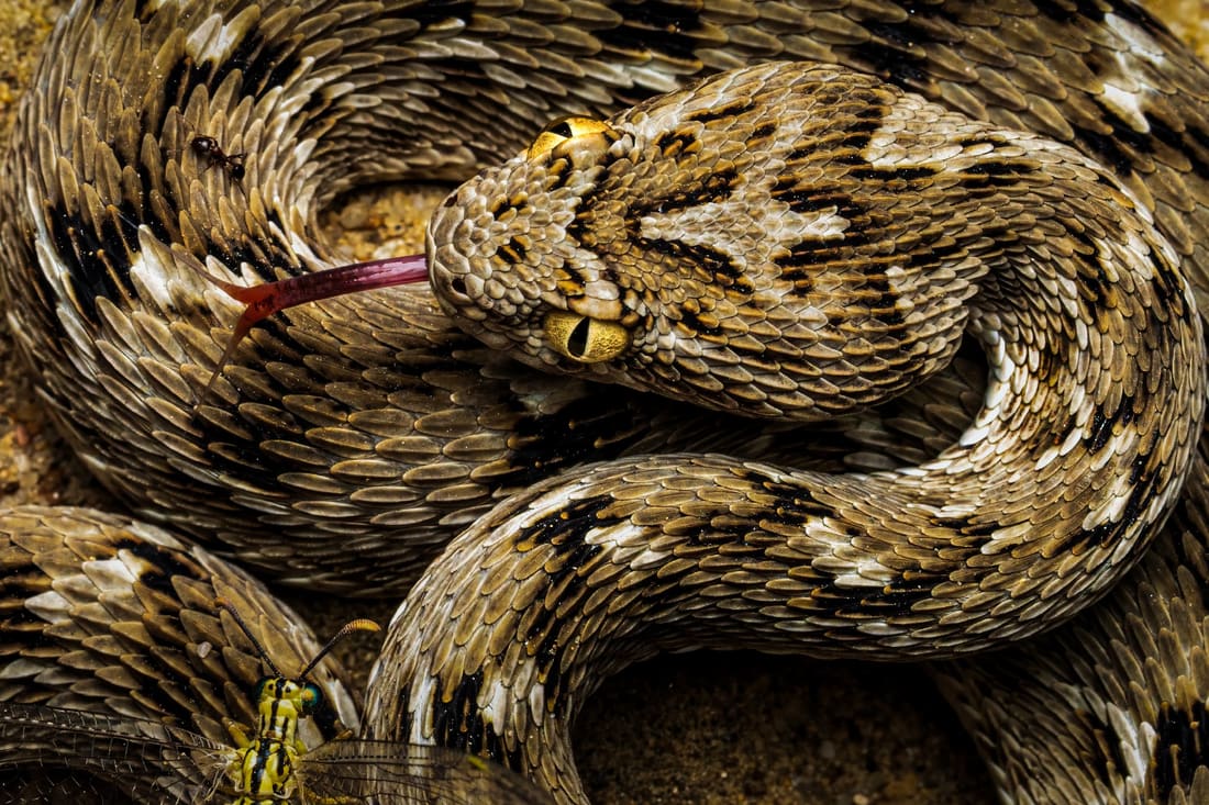 A saw-scaled viper lies coiled on itself, tongue out, scales patterned like the sand