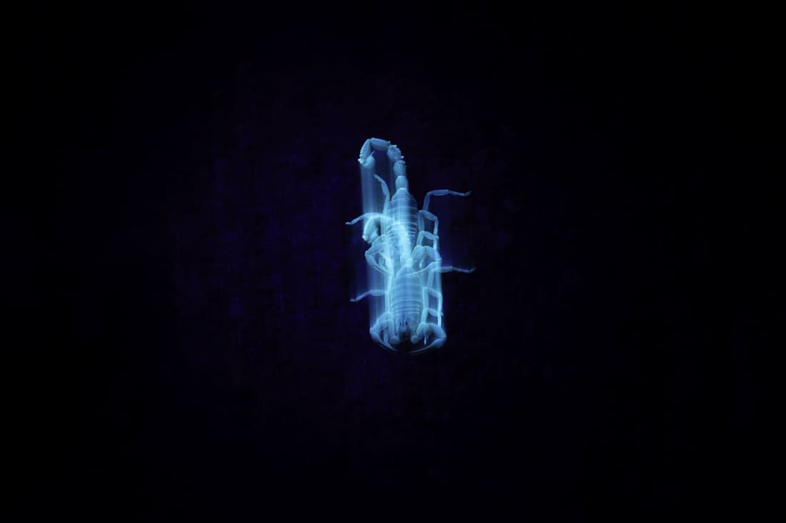 A scorpion glows blue-white under ultraviolet light against the dark desert floor