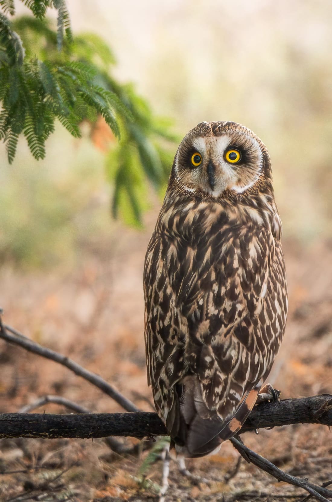 A short-eared owl stares from its perch under a thorny branch, yellow eyes forward