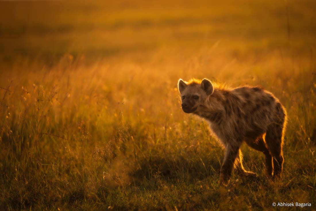 A spotted hyena pausing in golden backlit grassland at the end of the day, Masai Mara