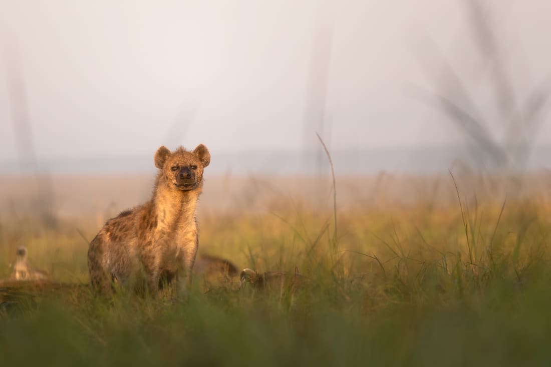 A spotted hyena standing over a kill in misty dawn grassland, a vulture waiting behind, Masai Mara